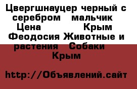 Цвергшнауцер черный с серебром - мальчик › Цена ­ 20 000 - Крым, Феодосия Животные и растения » Собаки   . Крым